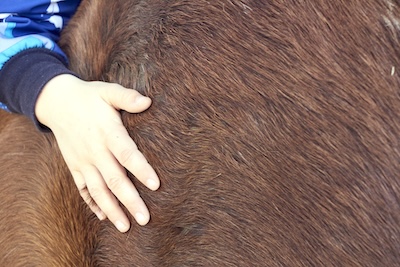 Main d'enfant passant dans la crinière d'un poney