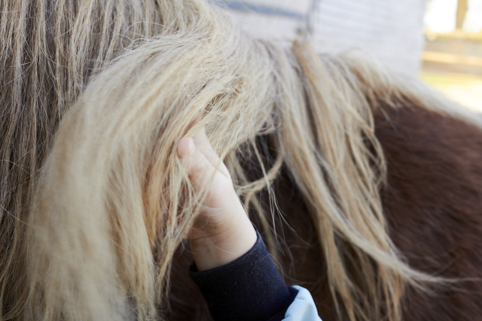 Main d'enfant sur le corps d'un cheval